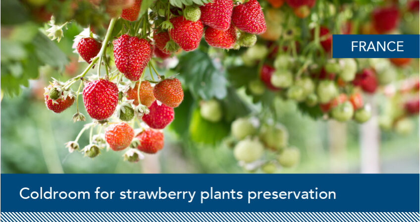 Strawberry Plants Coldroom Refrigeration